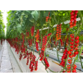 Système de culture de tomate hydroponique en serre en polycarbonate